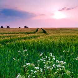 Jigsaw puzzle: Field