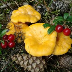 Jigsaw puzzle: Chanterelle sisters