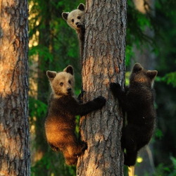 Jigsaw puzzle: Bears in a pine forest