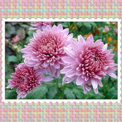 Jigsaw puzzle: Chrysanthemums valentines
