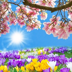 Jigsaw puzzle: Spring beauty