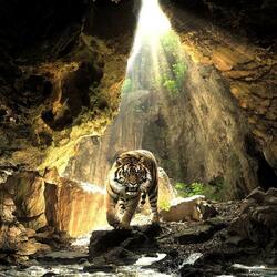 Jigsaw puzzle: Tiger in a cave