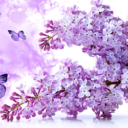 Jigsaw puzzle: Lilac and butterflies