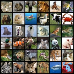 Jigsaw puzzle: In the animal world