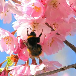 Jigsaw puzzle: Bumblebees collect nectar