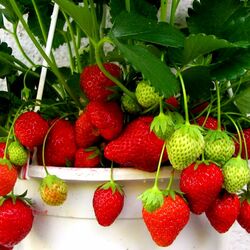 Jigsaw puzzle: Potted strawberries