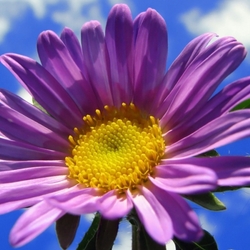 Jigsaw puzzle: Aster chamomile