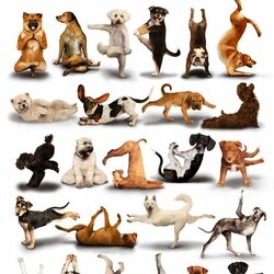 Jigsaw puzzle: Yoga for Dogs by Dan Borris