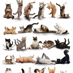 Jigsaw puzzle: Yoga for cats by Dan Borris