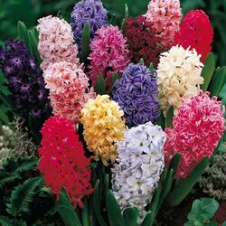 Jigsaw puzzle: Hyacinth is a friend of the Sun and Apollo