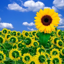 Jigsaw puzzle: Sunflowers