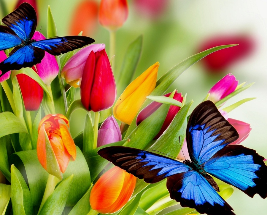 Jigsaw puzzle «Butterflies and tulips» - solve jigsaw puzzles online ...