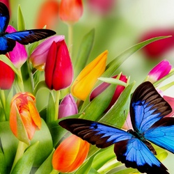 Jigsaw puzzle: Butterflies and tulips