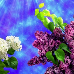 Jigsaw puzzle: Lilac