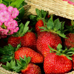 Jigsaw puzzle: Flowers and strawberries