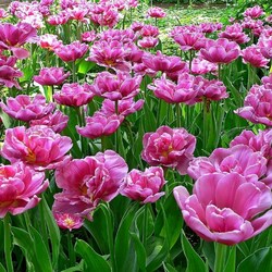 Jigsaw puzzle: Sea of tulips