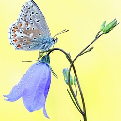 Jigsaw puzzle: Blue butterfly