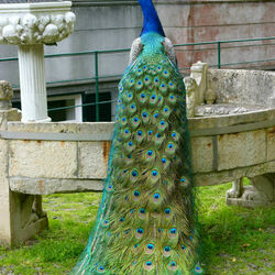 Jigsaw puzzle: Peacock