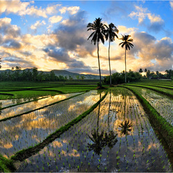 Jigsaw puzzle: Rice field, Bali