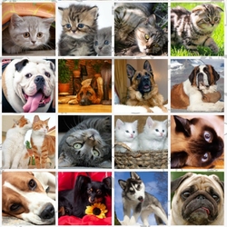 Jigsaw puzzle: Cats and dogs