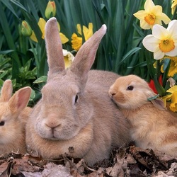 Jigsaw puzzle: Rabbits in the garden
