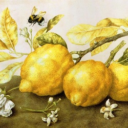 Jigsaw puzzle: Bumblebee and lemons