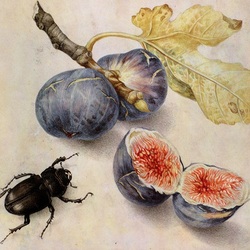 Jigsaw puzzle: Fig