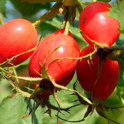 Jigsaw puzzle: Rosehip