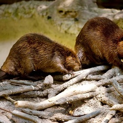 Jigsaw puzzle: Beavers