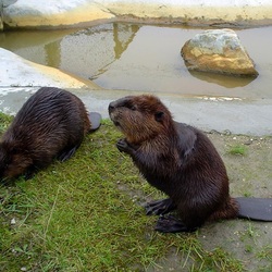 Jigsaw puzzle: Beavers