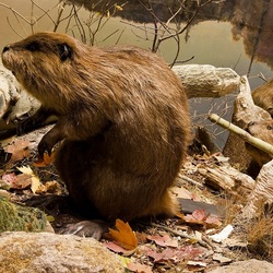 Jigsaw puzzle: Beavers