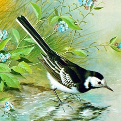 Jigsaw puzzle: Wagtail