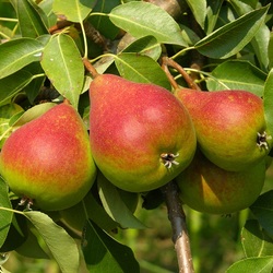 Jigsaw puzzle: Pears