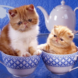 Jigsaw puzzle: Cats in cups