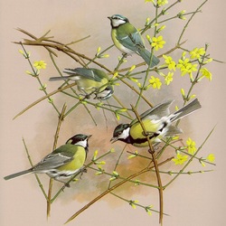 Jigsaw puzzle: Great tit