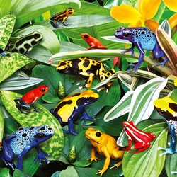Jigsaw puzzle: Tropical frogs