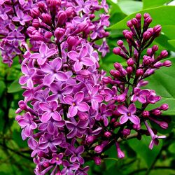 Jigsaw puzzle: And lilacs bloomed again