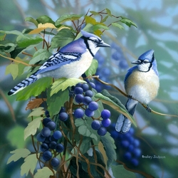 Jigsaw puzzle: Blue jays and grapes