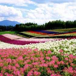 Jigsaw puzzle: Flower fields