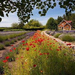 Jigsaw puzzle: House near flower fields