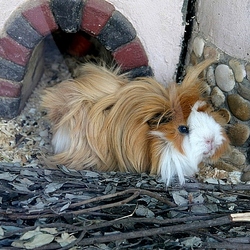 Jigsaw puzzle: Longhaired guinea pig