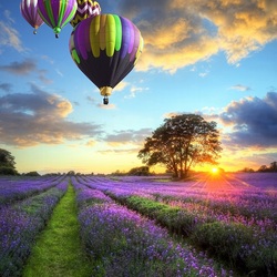 Jigsaw puzzle: Balloons over lavender field