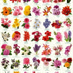 Jigsaw puzzle: The language of flowers