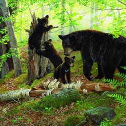 Jigsaw puzzle: Mom with cubs