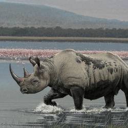 Jigsaw puzzle: Rhinoceros