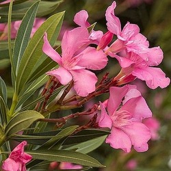 Jigsaw puzzle: Oleander pink