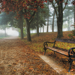 Jigsaw puzzle: Bench in foggy park
