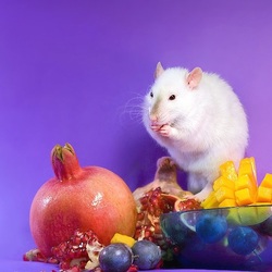 Jigsaw puzzle: Rat with fruit