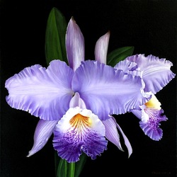 Jigsaw puzzle: Blue Cattleya