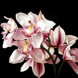 Jigsaw puzzle: Cymbidium